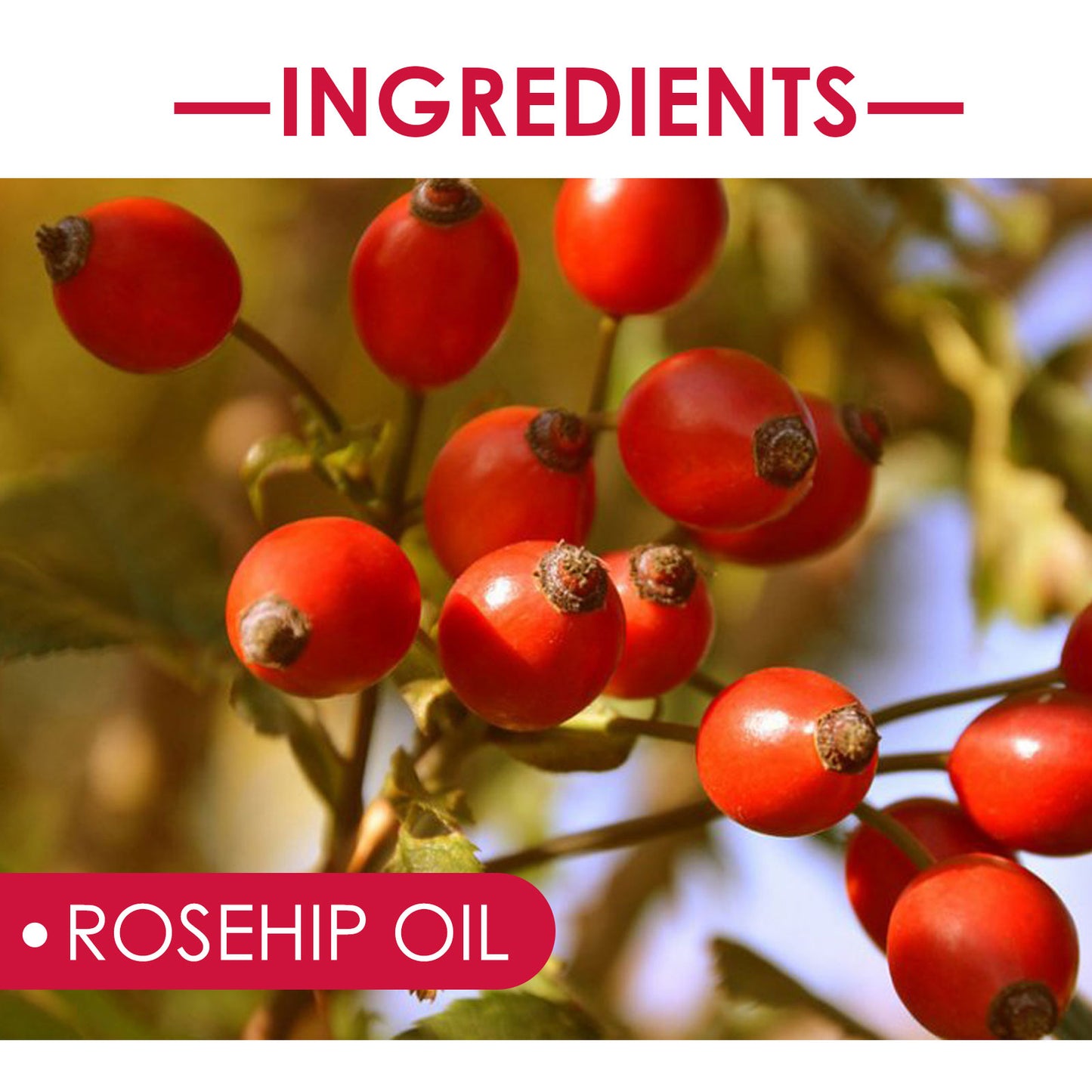EELHOE - Rosehip Facial Oil